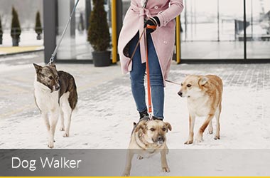 Dog Walker Business